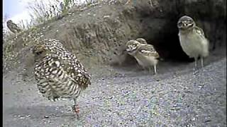 Burrowing owls run for cover [upl. by Israeli]