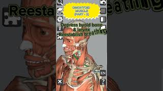 Anatomy  Omohyoid muscle Part  2 medical 3d anatomy head neck muscles shorts [upl. by Almita]