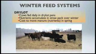 WBDC  Winter Feeding Beef Cows on Pasturemov [upl. by Joiner]