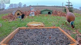 Pheasant Call  Recke Germany  Dec 2019 [upl. by Darsey652]