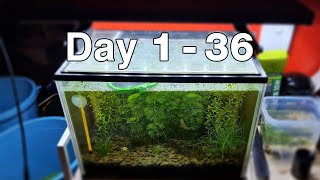 Day 1  36  Epic snail collision  Low Tech Aquarium Walstad Method [upl. by Entroc684]