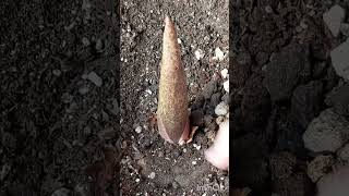 Amorphophallus konjacSpike or Leave When We Water the Plant After Winter Rest [upl. by Rowell]