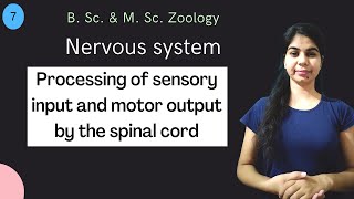 Processing of sensory input and motor output by the spinal cord  B Sc amp M Sc  Zoology [upl. by Tomchay]