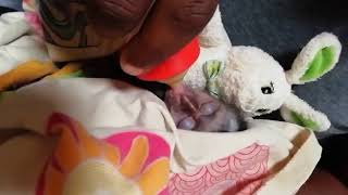 Donate to Save Baby Monkey Sully [upl. by Kass]