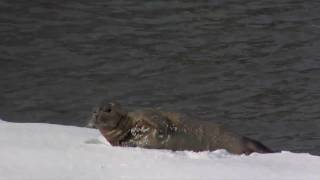 Harbor seal in Hudson River on shore of Haverstraw NY 12211 [upl. by Yelwah578]