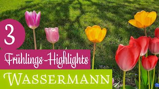 WASSERMANN ♒️  3 FRÜHLINGSHIGHLIGHTS 🌷🌷 2024 Orakel Kartenlegen Frühlingsorakel Frühlingsbotschaft [upl. by Anilet]