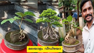 THE EASY WAY TO MAKE A BONSAI MALAYALAM Banyan tree BONSAI How to make bonsai [upl. by Eibocaj]