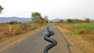 big Anaconda snake on road  snake video  saamp ka video  nagin [upl. by Atiekal799]