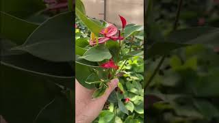 Rare imported anthurium plant online shopping anthurium plants anthuriumplant garden flowers [upl. by Hedva]