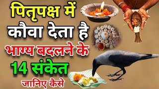 पितृपक्ष में कौए के बताये हुए 14 शुभ संकेत कौए से जुड़े शकुनअपशकुन  Crow gestures as per Hindu [upl. by Lokcin]