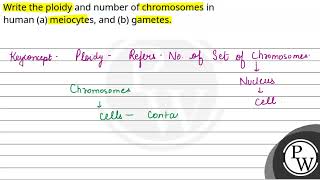 Write the ploidy and number of chromosomes in human a meiocytes and b gametes [upl. by Celeste]