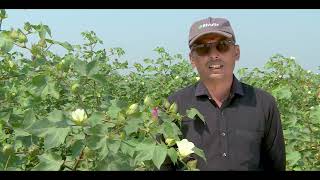 Rivulis Drip Irrigation in cotton  Hindi  Gujarat  Rivulis Irrigation India Pvt Ltd [upl. by Almeida268]