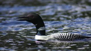 Relaxing Loon Call At Night Common Loon Call [upl. by Otreblig]