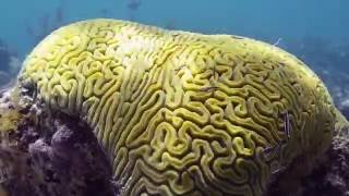 Providenciales Turks and Caicos Snorkelling [upl. by Aiello525]