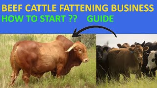 HOW TO START A SUCCESSFUL BEEF CATTLE FATTENING BUSINESS beefcattle farming beefcattle feedlot [upl. by Feerahs]