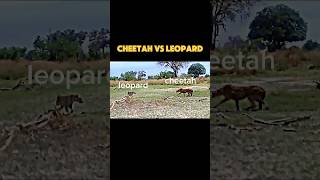 cheetah vs leopard trending animals wildlife cheetah leopard youtubeshorts shorts [upl. by Adni]