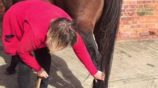 DEC How To Safely pick out a horses hoof [upl. by Olenolin500]