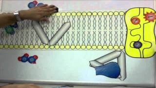 Cell Membrane Tutorial [upl. by Gib347]