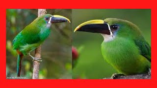 😍 el poco CONOCIDO TUCAN ESMARALDA 😍 cantosonidolcantandocuidadosalimentacionque comenmacho [upl. by Kinna]