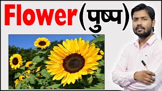 फूल के भाग  Parts of Flower  Structure of a Flower  Function of Flower  Botany [upl. by Veal]