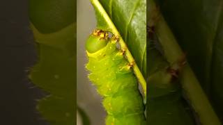 Why is Unique Actias luna Saturniidae Lepidoptera Caterpillar So Hungry Feeding Process [upl. by Retsev]