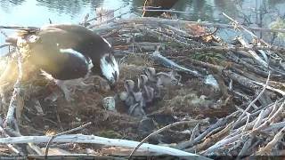 Hatching of Osprey Chick 4 [upl. by Nojid]