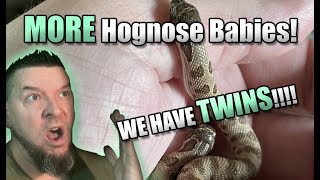 TWIN hognose babies Last clutch of the year [upl. by Michaeu362]