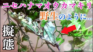 【感動】ニセハナマオウのカマキリウム作ってみた！Idolomantis Diabolica  Devil Flower Mantis [upl. by Granny]