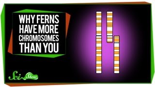 Why Ferns Have More Chromosomes Than You [upl. by Clarance]