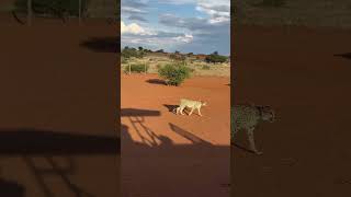 cheetah in Namibia [upl. by Giguere]