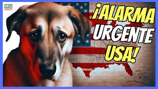 🔴 MISTERIOSA ENFERMEDAD ESTÁ ACABANDO CON MUCHOS PERROS EN LOS USA 🔴 [upl. by Eldnek]