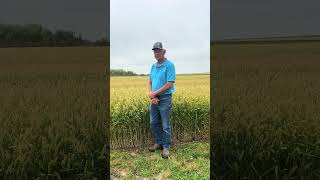 Meet the AgriMAXX founder shorts wheat [upl. by Ardelis]