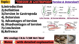 Torsion in gastropoda [upl. by Katy545]