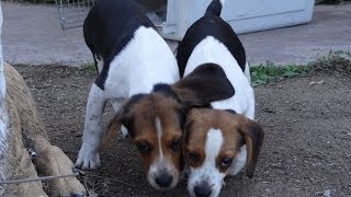 Buy Miniature Beagle Puppies 50 Off Christmas Beagles Special [upl. by Folger]