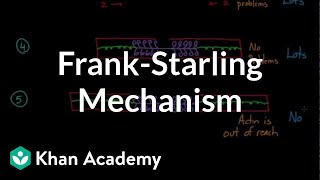 FrankStarling mechanism  Circulatory system physiology  NCLEXRN  Khan Academy [upl. by Misti]