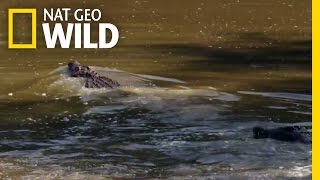 Male Croc Mating Dance  Mother Croc [upl. by Roddy]