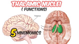 Thalamic nuclei anatomy and physiology [upl. by Lauren]