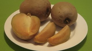 How to Eat Sapodilla Sapota Chikoo Chiku Naseberry Chico Fruit [upl. by Alemac]