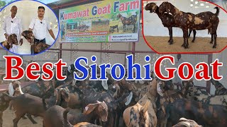 Top Quality Sirohi Goat  सिरोही बकरियों का सबसे शानदार फार्म 👍 Goat Farm goat sirohi ajmer [upl. by Hafler76]