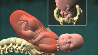 Cervical Effacement 3D Animation [upl. by Doubler124]