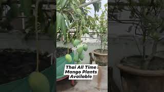 Thailand All Time Mango Plants Available mango fruitplants youtubeshorts shortsvideo viral [upl. by Oderfodog]