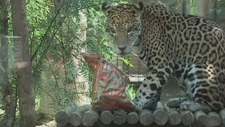 Cute animals in Santiago zoo Chile enjoy Christmas gifts [upl. by Nerro]