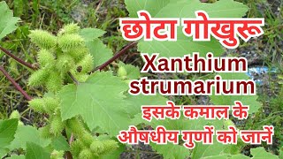 छोटा गोखुरु पौधा Xanthium strumarium कांटों वाला फल जो कपड़ों से चिपक जाता है  आयुर्वेदिक औषधि [upl. by Quartus]