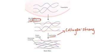 USMLE Step 1 Connective Tissue [upl. by Beutner189]