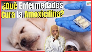 🔴¿QUE ENFERMEDADES CURA LA AMOXICILINA EN PERROS ¿CÓMO SE DA Y ¿PARA QUÉ SIRVE 🔴 [upl. by Eceinej78]