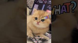 Adorable kittens acting cute and funny 😂😽 kitten kitty catanimal [upl. by Nurse]