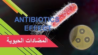 تأثير المضادات الحيوية على بعض الجراثيم المزروعة مخبرياًAntibiotics effect [upl. by Occir]