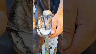 Very Satisfying Horse Hoofs Restoration  farrier farrierlife hoof horse satisfying hoofcare [upl. by Ylle]