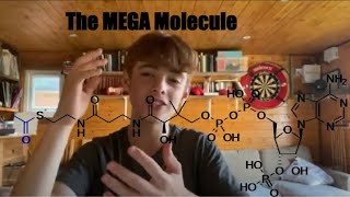 A summary of Acetyl CoA [upl. by Seafowl]