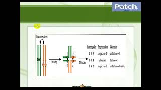 Plant cytogenetics  Pairing of pericentric inversion [upl. by Ellora]